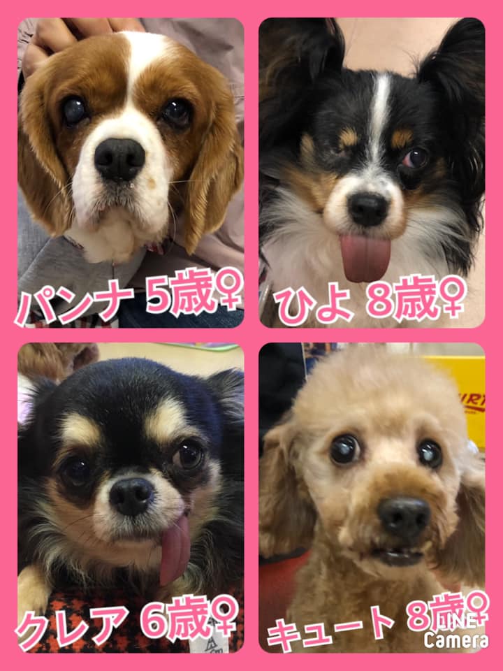 🐾今日の里親様募集中ワンコ🐶メンバーです🐾2020,11,27